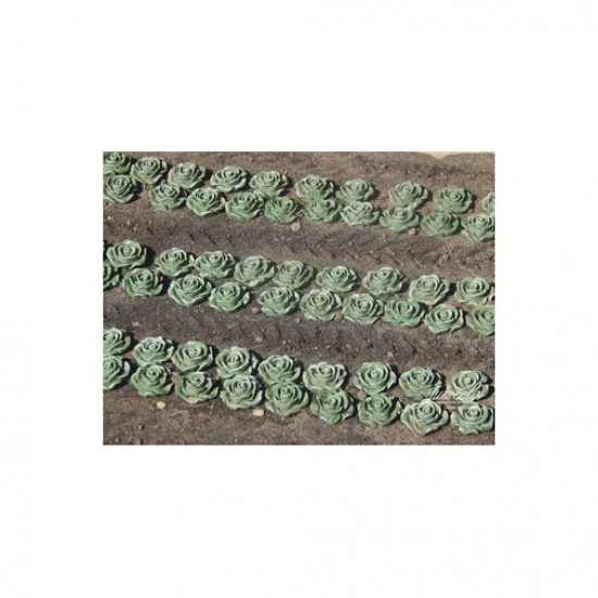 Juweela 24237 1/45, 1/50 Lettuce, 120x - Scenics & Diorama