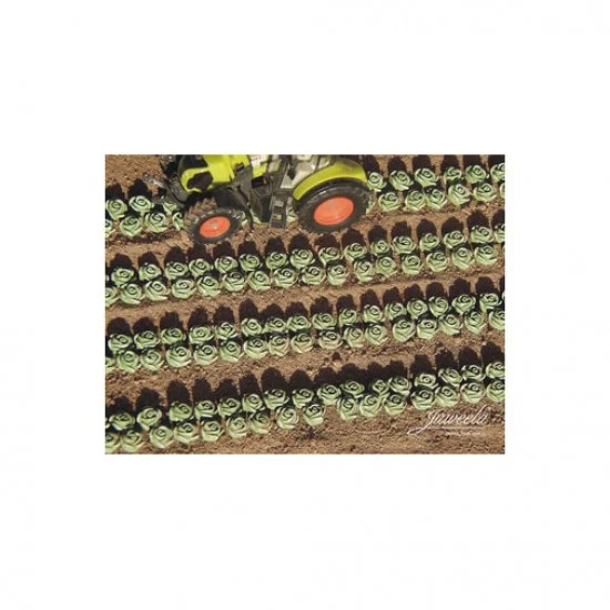 Juweela 28371 1/87 Lettuce, 225x - Scenics & Diorama