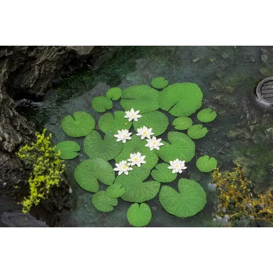 Model Scene VG3-026 1/35 Waterlily (laser cut paper sheets)
