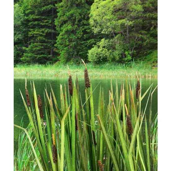 Model Scene VG4-008 1/48 Low Vegetation - Bulrushes