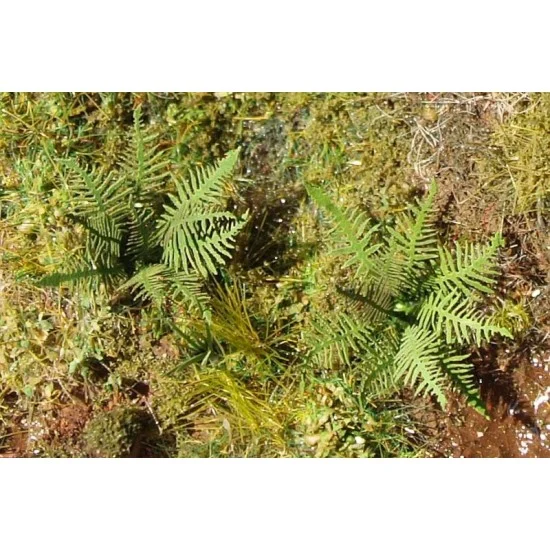 Model Scene VGN-001 1/144 1/160 Fern (laser cut product from coloured paper)
