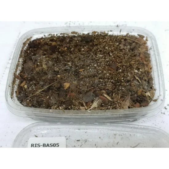 Reality In Scale BAS05 Bombed Forest (155ml) - Scenics & Diorama