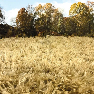 FALL MEADOW GRASS MAT 32"X 12" William Britain (80006)