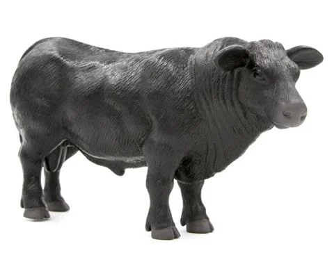 Angus Bull - SUPER DURABLE