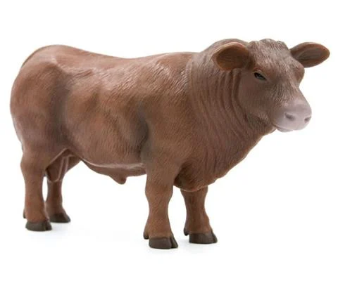 Red Angus Bull - SUPER DURABLE