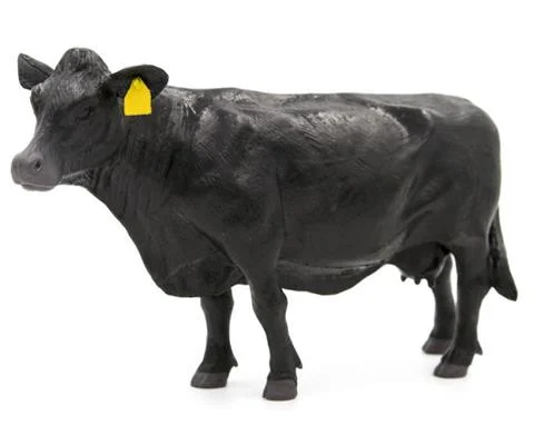 Angus Cow - SUPER DURABLE