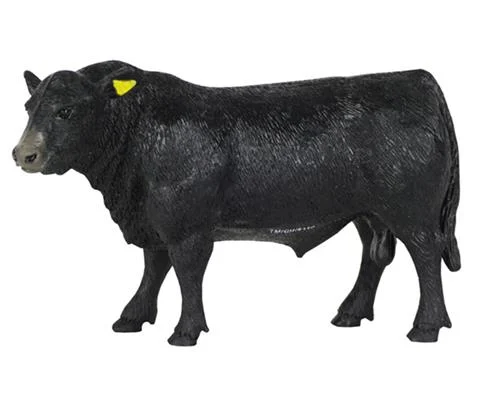 Angus Bull - BIG COUNTRY